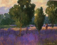 Provence Lavender